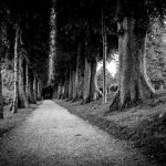 Allee_DanielMikulla_Allee sw_verkleinert