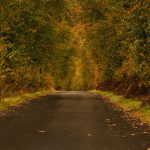 Allee_DirkHildebrandt_2_verkleinert