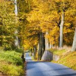 Allee_DirkHildebrandt_4_verkleinert