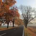 Allee_DrmedJensFriebel_IMG_9302 (bea.)1_verkleinert