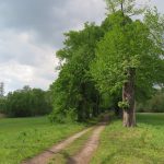 Allee_Mayk_Winter_IMG_1258_verkleinert